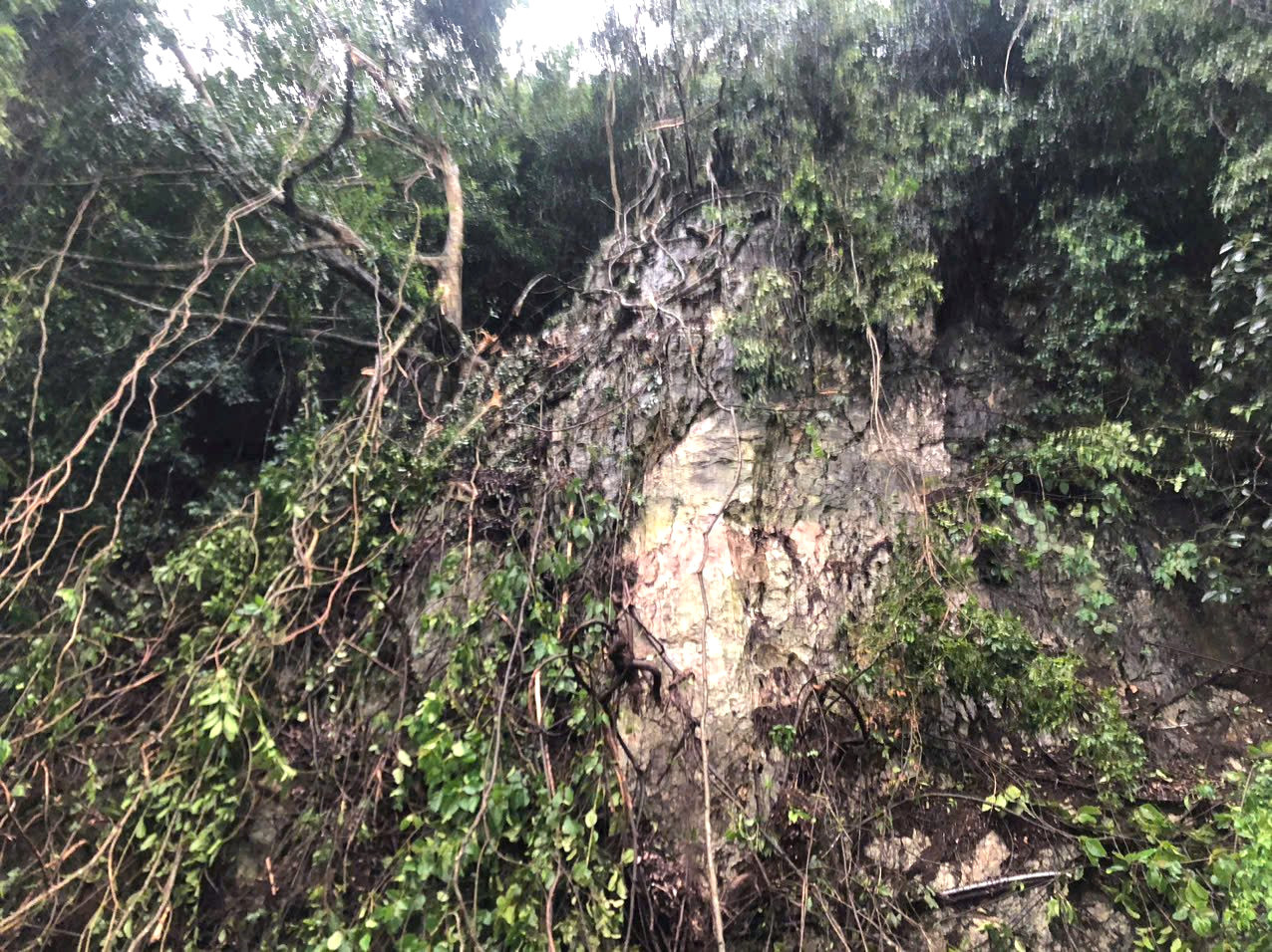 Trên vách núi vẫn còn nhiều cây lớn bám vào vách đá, tiềm ẩn nguy cơ sạt lở, mất an toàn.