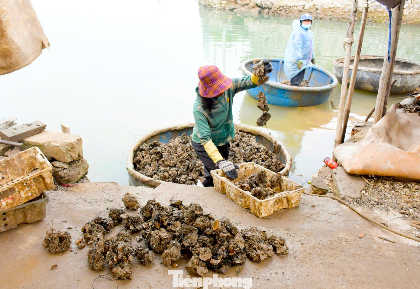 Vừa kéo những dây hàu trong bè nuôi lên thu hoạch, chị Trần Thị Lam (47 tuổi, trú xã Quỳnh Lập, thị xã Hoàng Mai, Nghệ An) cho biết, ngoài thu nhập từ hàu nuôi, năm nay gia đình chị có thêm nguồn thu kha khá từ những con vẹm ký sinh ở bè nuôi hàu.