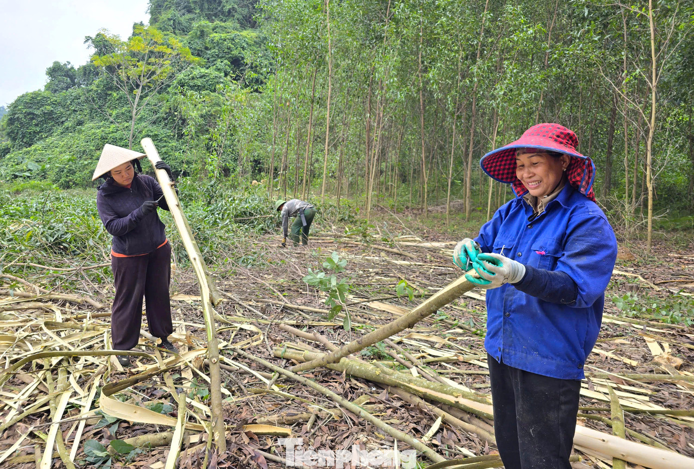 Ngoài tiền thù lao được nhận từ việc bóc, bốc vác keo thuê, những người lao động còn tận thu những cành cây keo nhỏ của chủ rừng bỏ lại để mang về làm củi hoặc bán cho người dân làm củi đốt.