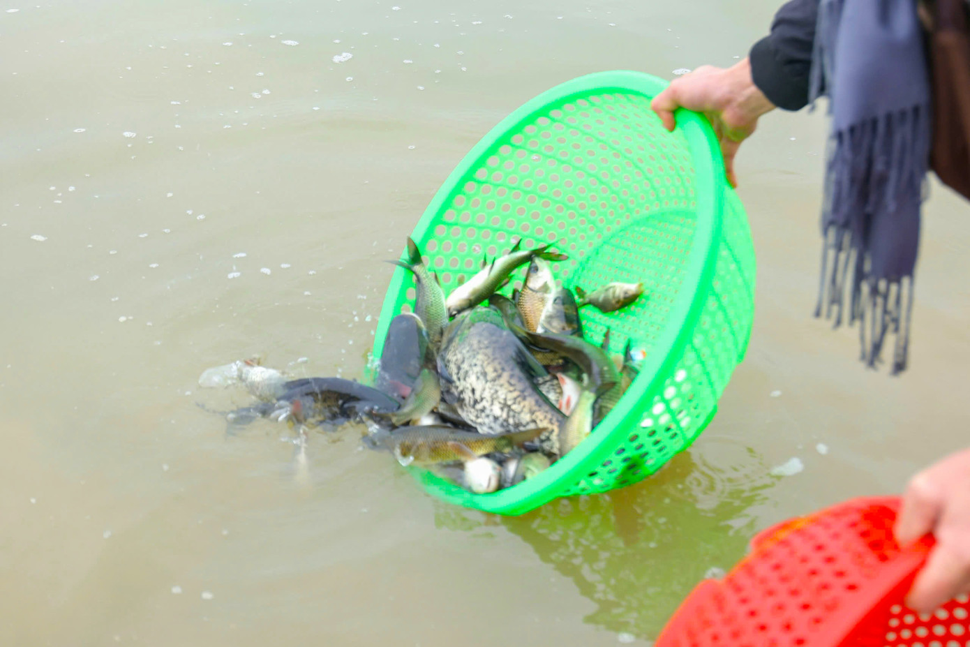 Những con cá có kích thước lớn nhỏ khác nhau được phóng sinh xuống sông.