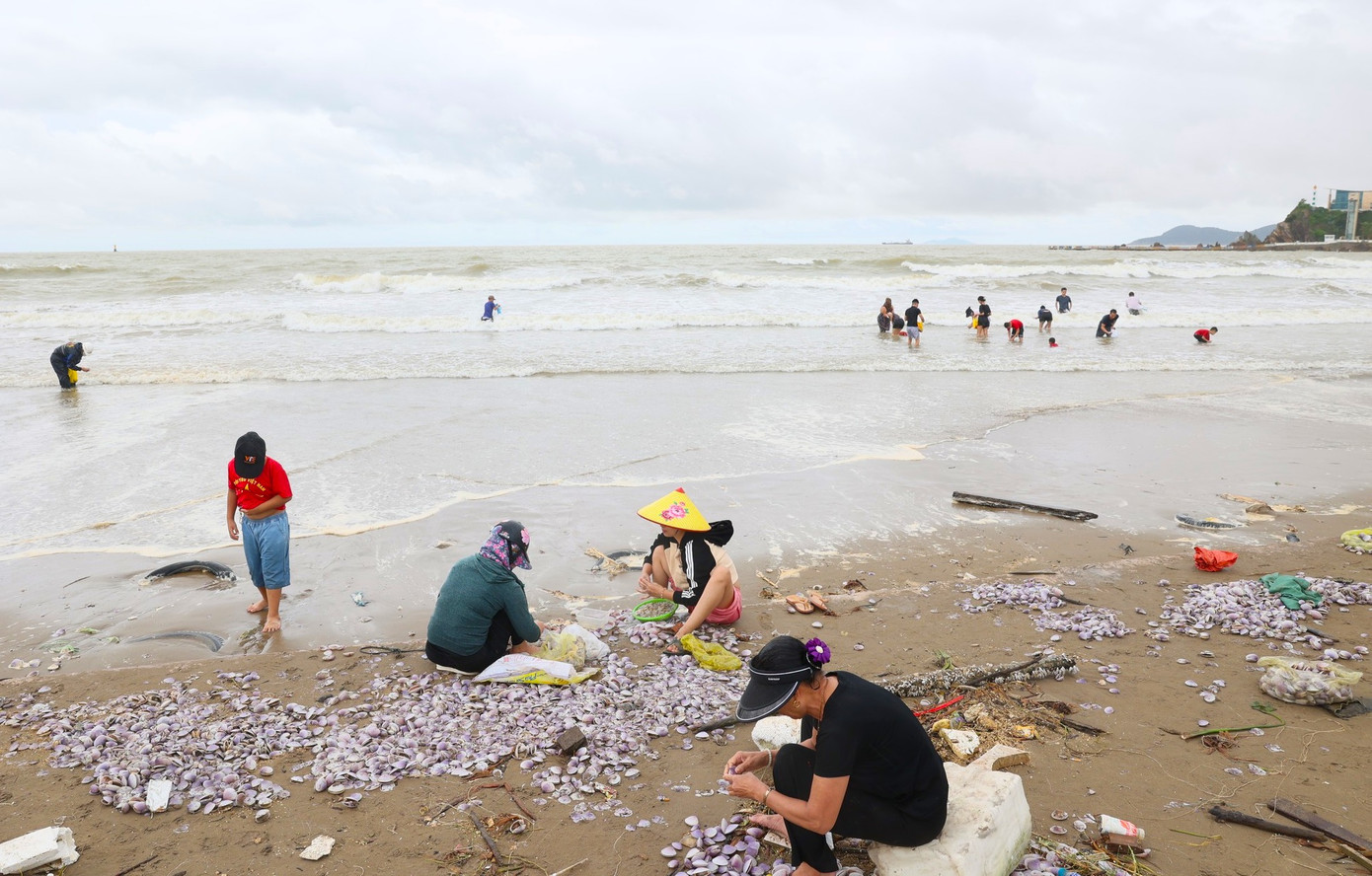 Có điểm, ngao bị sóng đánh dạt thành từng đống. Có điểm, ngao bị sóng đánh dạt thành từng đống.