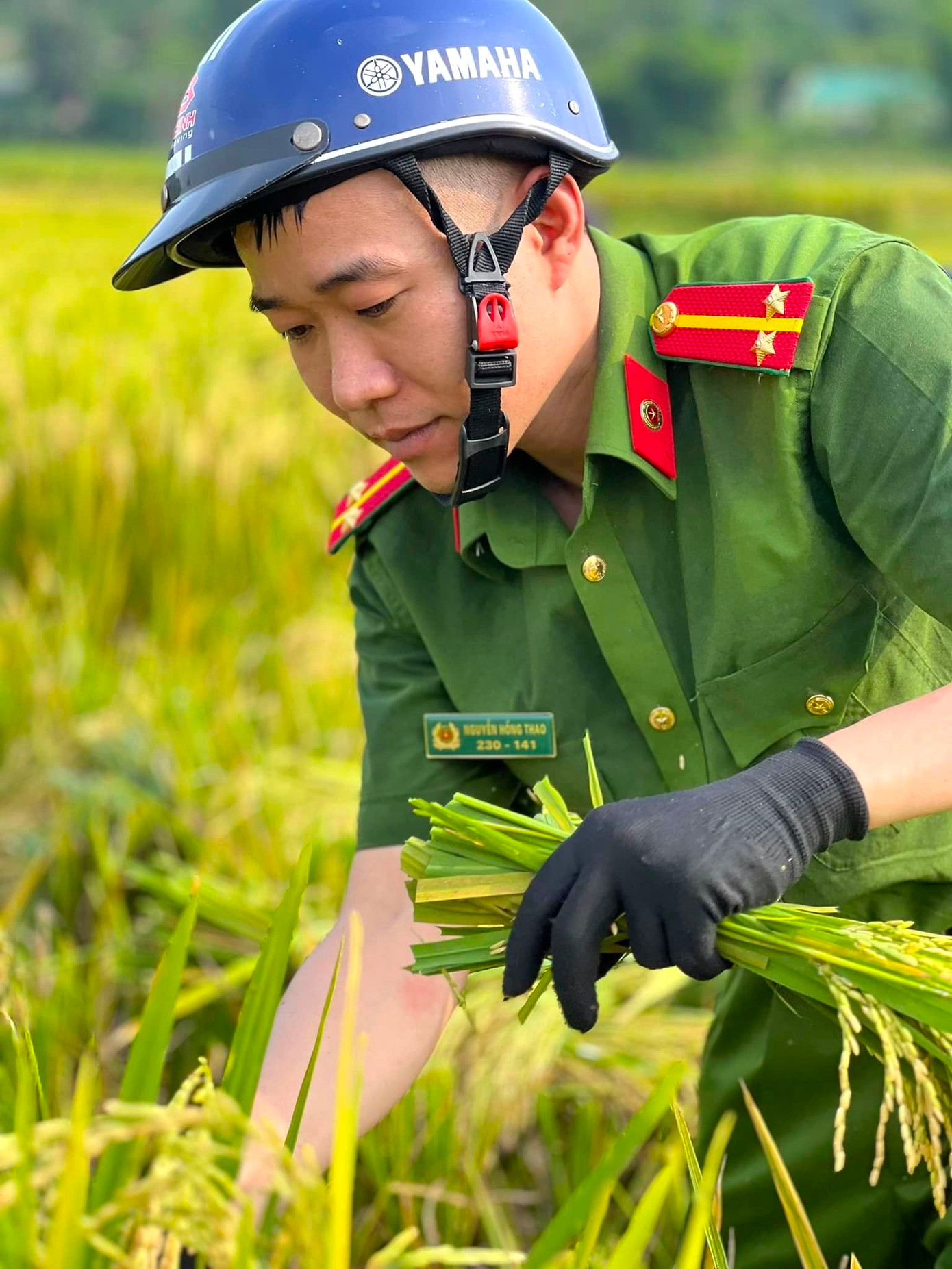 Dưới thời tiết nắng nóng, oi bức, các đoàn viên thanh niên Công an huyện Quế Phong vẫn nhiệt tình gặt lúa giúp người dân.