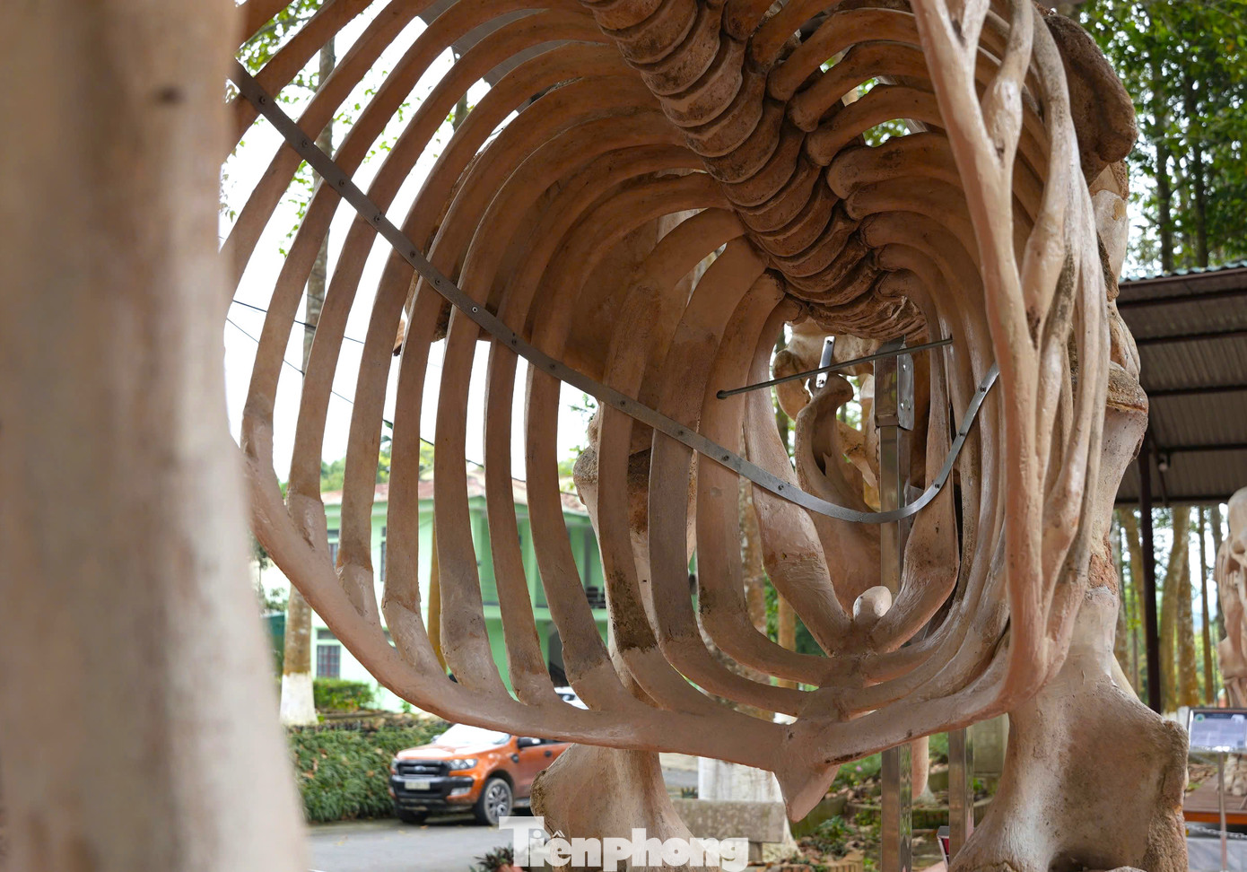 Sau khi xương được làm sạch và giữ nguyên vẹn, cơ quan chức năng đã sắp xếp lại từng chi tiết xương theo đúng bộ phận rồi trưng bày ngay mặt tiền khuôn viên Vườn quốc gia Pù Mát. Sau khi xương được làm sạch và giữ nguyên vẹn, cơ quan chức năng đã sắp xếp lại từng chi tiết xương theo đúng bộ phận rồi trưng bày ngay mặt tiền khuôn viên Vườn quốc gia Pù Mát.