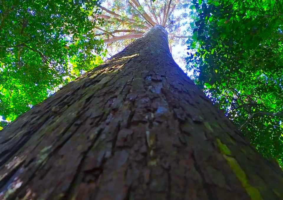 Ngoài quần thể cây Sa mu dầu "khổng lồ", trong Vườn quốc gia Pù Mát cũng có hệ thực vật đa dạng phong phú với nhiều loài, nhiều cây cổ thụ.