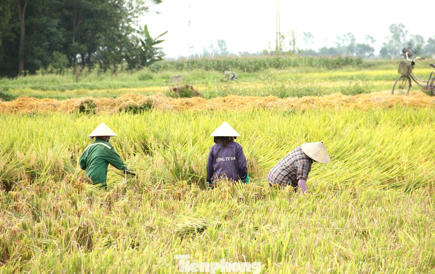 "Đúng ra phải 1 tuần nữa lúa mới chín đạt chất lượng. Nhưng mấy hôm vừa rồi lúa bắt đầu chín thì gặp giông lốc đổ ngã rạp xuống ruộng nên chúng tôi phải thu hoạch sớm. Nếu không thu hoạch thì lúa ướt sẽ nảy mầm. Lúc đó thì hỏng hết", chị Nguyễn Thị Bình (42 tuổi, trú xã Hoa Thành, huyện Yên Thành, Nghệ An) chia sẻ.