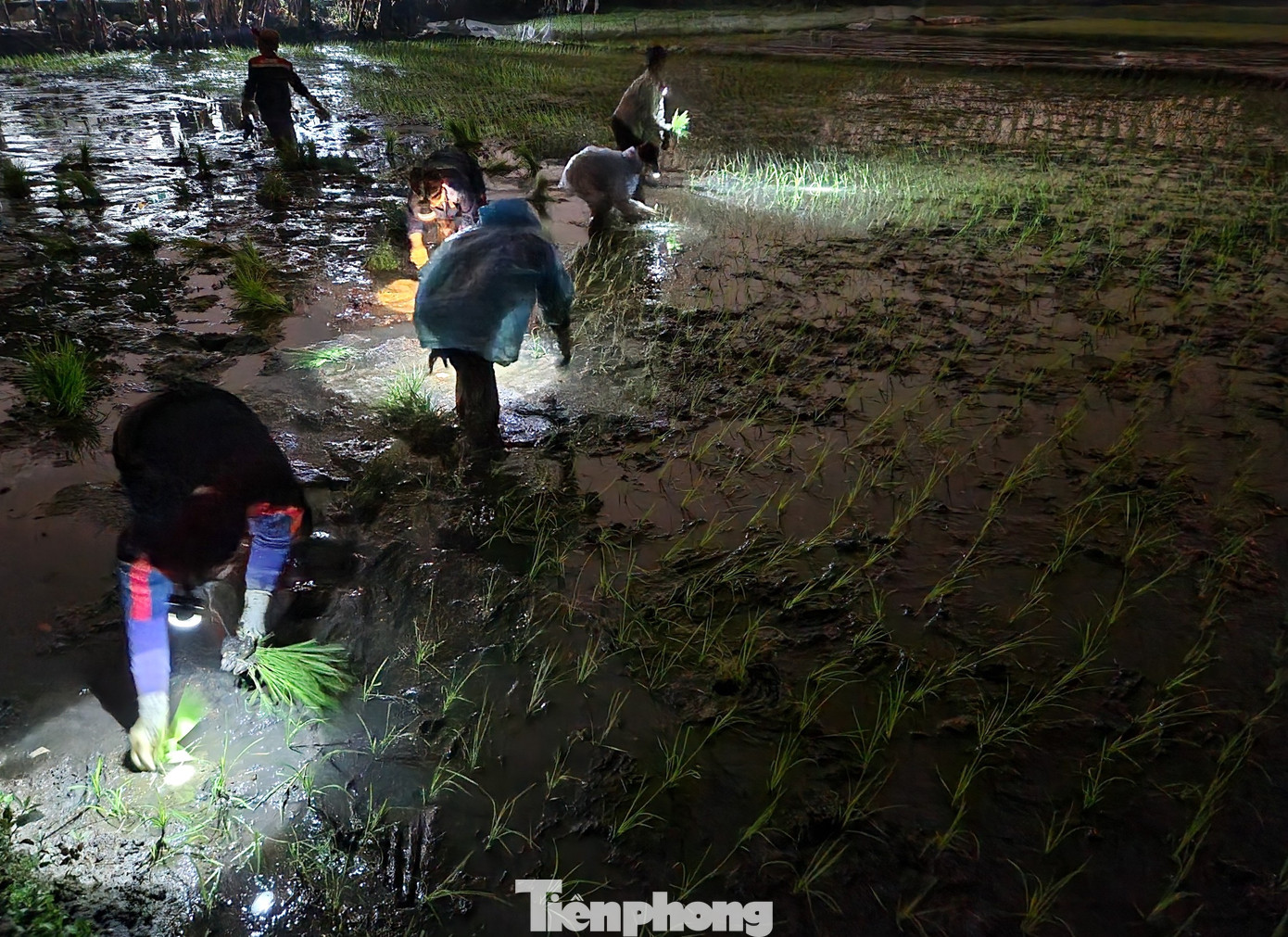 Khi màn đêm buông xuống nhưng việc chưa xong, những người nông dân lại đỏ đèn để cấy cho kịp.