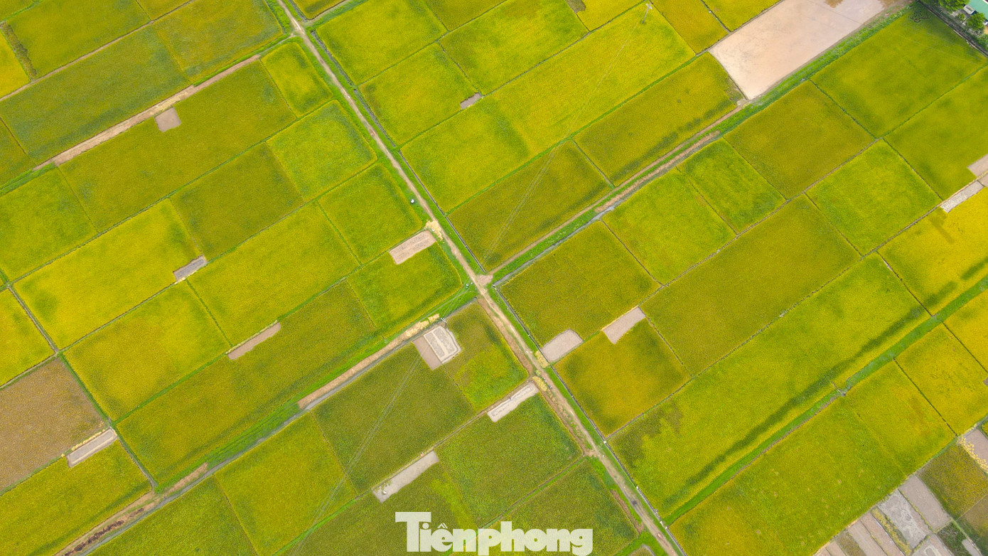 Đây cũng là tình cảnh chung của nhiều cánh đồng lúa vụ Xuân ở một số địa phương khác trên địa bàn tỉnh Nghệ An. Thay vì những cánh đồng vàng óng như thường thấy, nhiều ruộng lúa vẫn đang xanh mướt, bông lúa vươn cao trắng xóa.