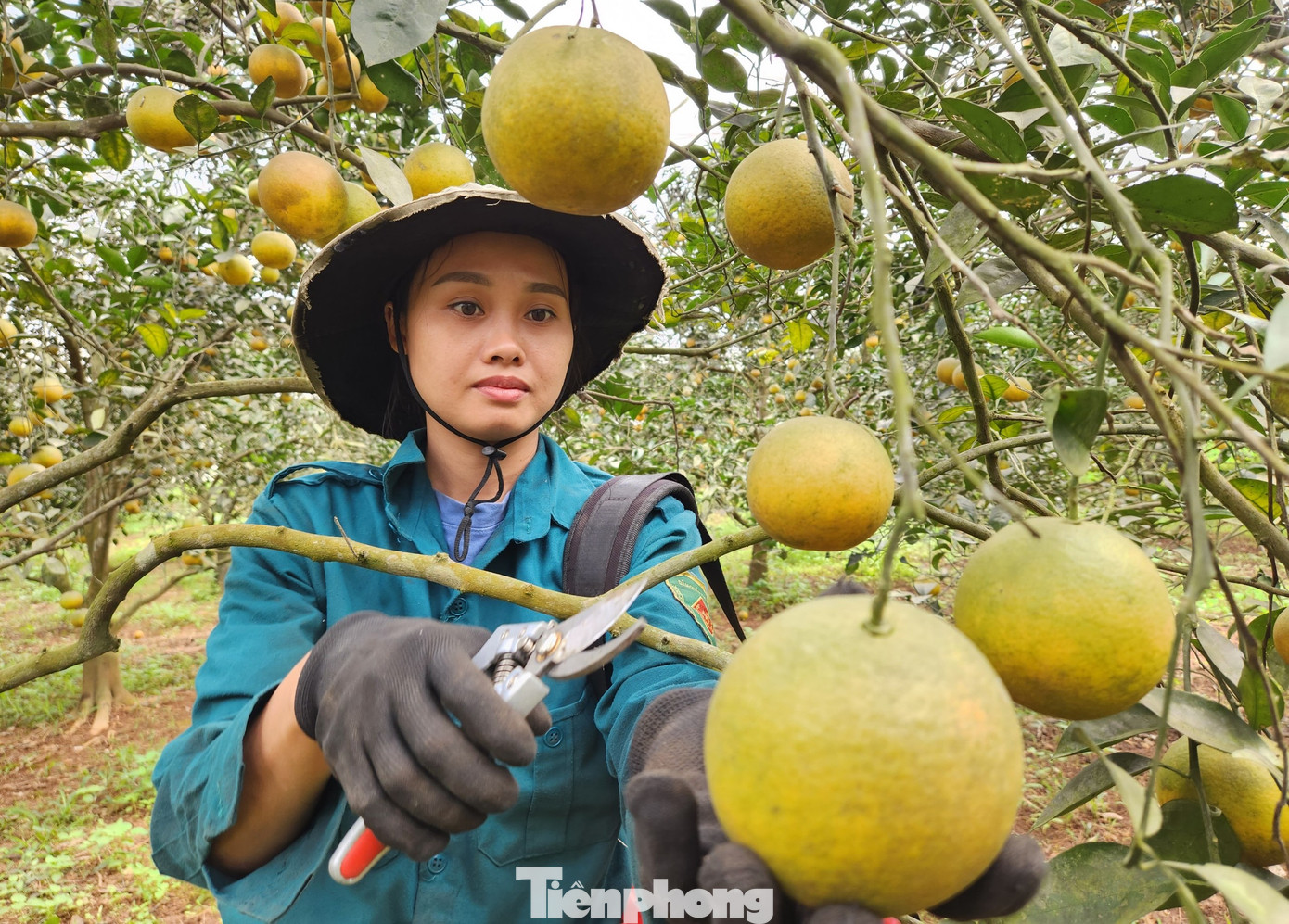 Hiện cam đang vào đợt thu hoạch nên anh Hiếu phải thuê 2 nhân công túc trực hàng ngày để hái cam cho khách. Dịp sát Tết, nhu cầu cao, lượng khách mua nhiều nên anh Hiếu thường phải thuê từ 10-15 nhân công túc trực để hái cam bán. Hiện cam đang vào đợt thu hoạch nên anh Hiếu phải thuê 2 nhân công túc trực hàng ngày để hái cam cho khách. Dịp sát Tết, nhu cầu cao, lượng khách mua nhiều nên anh Hiếu thường phải thuê từ 10-15 nhân công túc trực để hái cam bán.