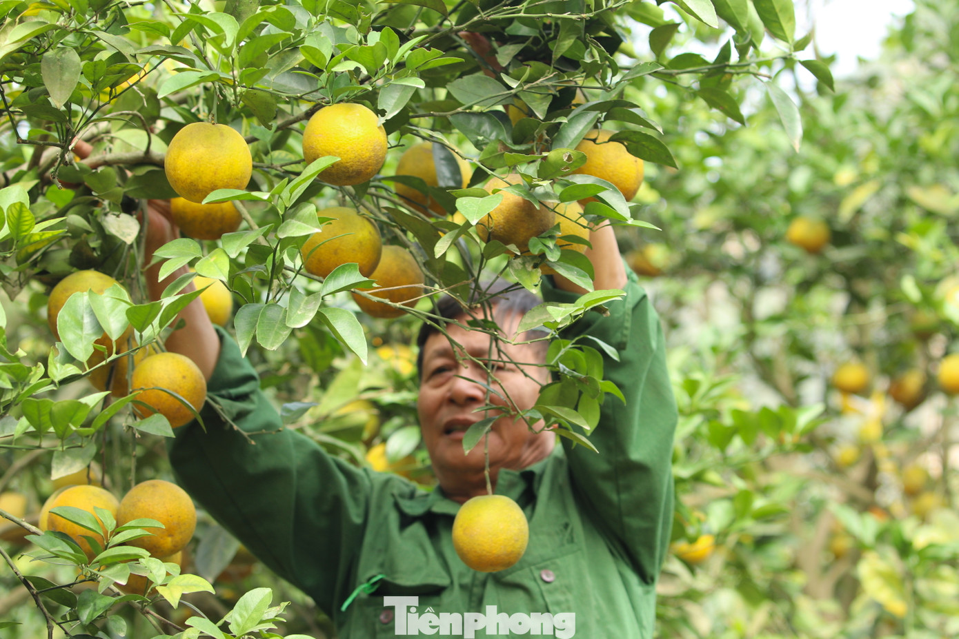 Vườn cam của ông Biên cũng sai trĩu quả.