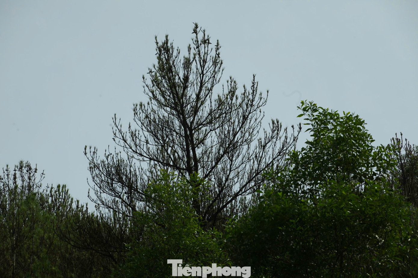 Sâu róm đang tiếp tục tấn công và lan rộng ra những cây xanh xung quanh.