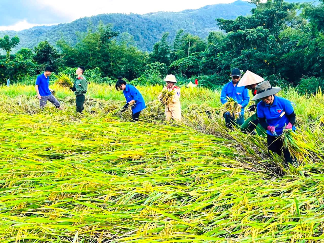 Không chỉ tại xã Môn Sơn (huyện Con Cuông), những ngày qua các đoàn viên thanh niên tại các huyện Kỳ Sơn, Anh Sơn, Quế Phong (Nghệ An) cũng đã tình nguyện xuống đồng để giúp người dân trên địa bàn thu hoạch các ruộng lúa bị ngã đổ do giông lốc.