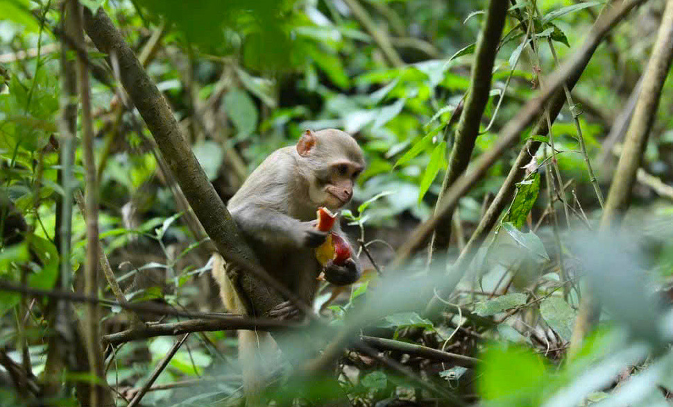 Tái thả động vật hoang dã về với môi trường tự nhiên là một hoạt động ý nghĩa, vừa bảo tồn đa dạng sinh học, vừa bảo tồn các nguồn gen quý hiếm.