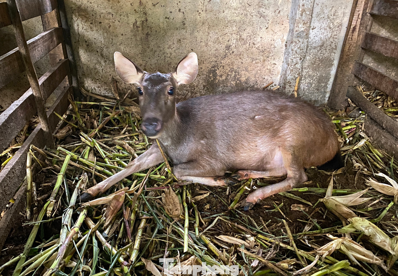 Trong đàn 50 con hươu, nai của anh Hiệp, hiện đã có 15 con đực cho nhung liên tục hàng năm. Ngoài ra, đàn hươu cái sinh nở ổn định nên anh Hiệp có thêm nguồn thu lớn từ bán con giống.