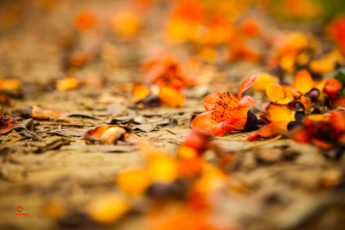 Sau những ngày khoe sắc, những bông hoa gạo rụng xuống tạo thành những thảm hoa đẹp mơ mộng. (Ảnh: Rạng Đông)