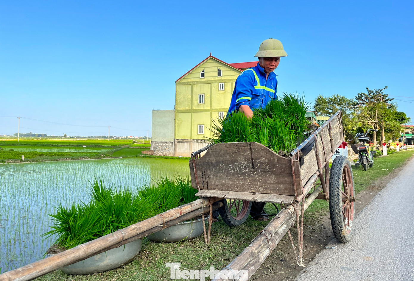 Những khu vực xa được các chủ nhà dùng xe kéo đưa mạ đến ruộng để cấy.
