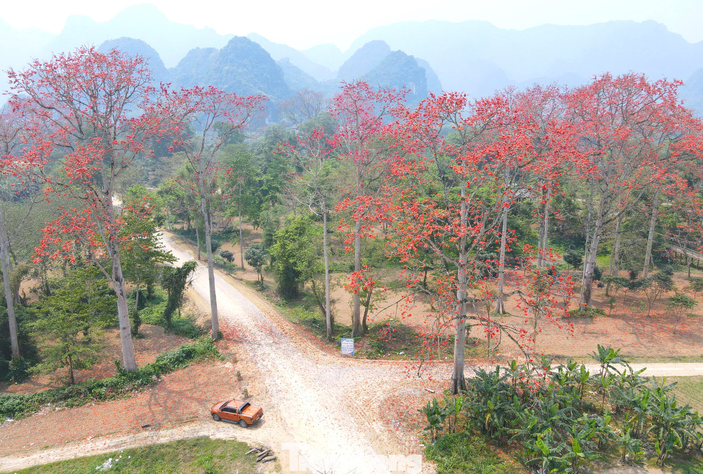 Cuối tháng 3, đầu tháng 4, những cây hoa gạo (còn gọi là hoa mộc miên) trên những cánh đồng, ven sông hay sườn núi của làng quê xứ Nghệ lại khoe sắc. Những chùm hoa đỏ rực điểm trên nền xanh của cánh đồng, rừng núi tạo nên một khung cảnh đẹp lãng mạn.