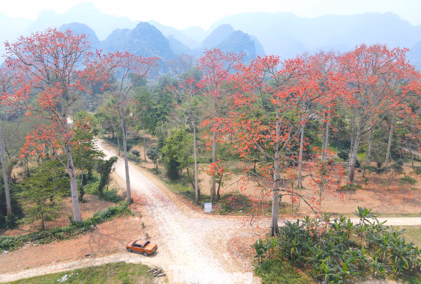 Cuối tháng 3, đầu tháng 4, những cây hoa gạo (còn gọi là hoa mộc miên) trên những cánh đồng, ven sông hay sườn núi của làng quê xứ Nghệ lại khoe sắc. Những chùm hoa đỏ rực điểm trên nền xanh của cánh đồng, rừng núi tạo nên một khung cảnh đẹp lãng mạn.