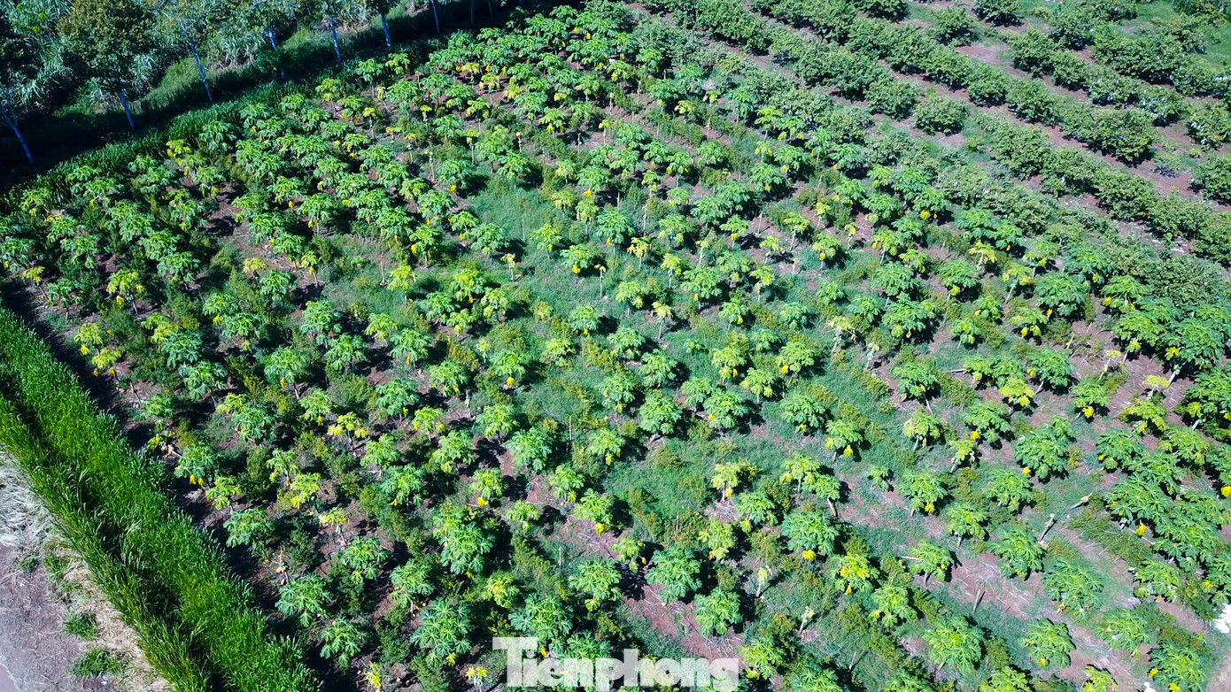 13,3 ha đu đủ của HTX Tây Hiếu đã chín. Một lượng lớn trái đã rụng, thối rữa đầy vườn vì không được thu mua kịp thời.