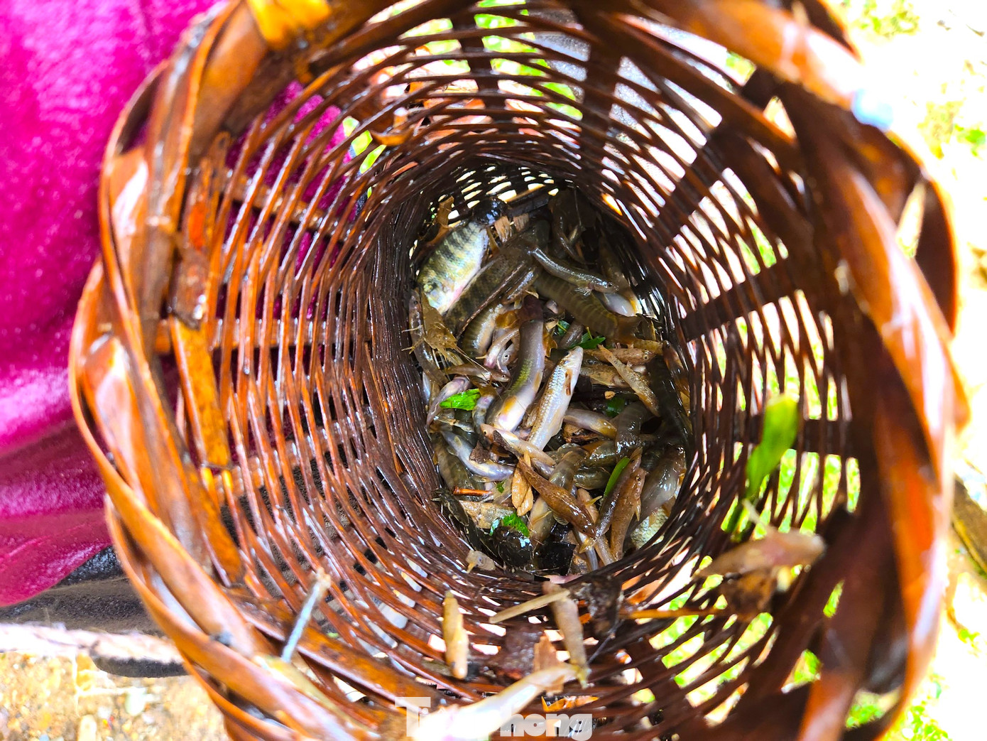 Ngâm mình dưới nước hơn 30 phút, chị Thuận cũng bắt được một ít cá khe, suối nhỏ đựng trong giỏ đan bằng tre. "Tôi phải đi lên khúc suối trên này bắt nữa. Dưới này nhiều người bắt quá rồi không có cá nữa. Cố kiếm thêm ít nữa, trưa nay cả nhà có món cá để ăn", chị Thuận vừa nói vừa lội lên khỏi bờ suối để di chuyển ra một vị trí khác để tiếp tục bắt cá. Chị Thuận cho hay, trước đây cá nhiều chị còn bắt về bán được. Nhưng đợt này cá ít nên chỉ bắt về cho gia đình ăn. Ngâm mình dưới nước hơn 30 phút, chị Thuận cũng bắt được một ít cá khe, suối nhỏ đựng trong giỏ đan bằng tre. "Tôi phải đi lên khúc suối trên này bắt nữa. Dưới này nhiều người bắt quá rồi không có cá nữa. Cố kiếm thêm ít nữa, trưa nay cả nhà có món cá để ăn", chị Thuận vừa nói vừa lội lên khỏi bờ suối để di chuyển ra một vị trí khác để tiếp tục bắt cá. Chị Thuận cho hay, trước đây cá nhiều chị còn bắt về bán được. Nhưng đợt này cá ít nên chỉ bắt về cho gia đình ăn.