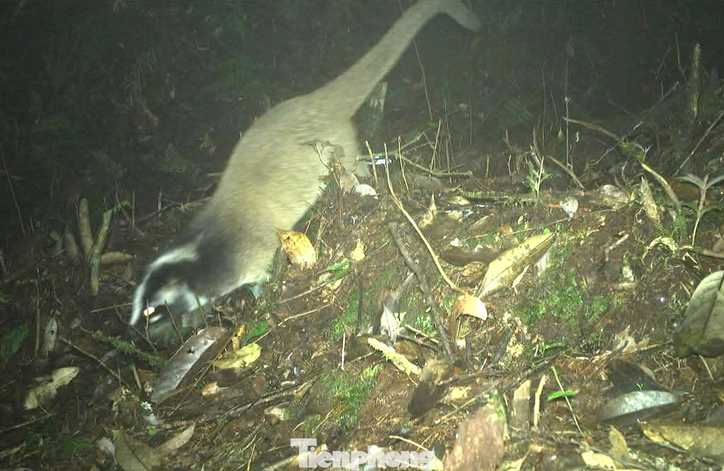 Sau thời gian đặt máy bẫy ảnh, lực lượng chức năng đã thu thập được những bức ảnh cho thấy có sự hiện diện của nhiều loài động vật quý hiếm đang sinh trưởng trong rừng nguyên sinh khu vực biên giới thuộc xã Tam Hợp (huyện Tương Dương, Nghệ An). Trong ảnh là Cầy vòi mốc (Paguma larvata). Sau thời gian đặt máy bẫy ảnh, lực lượng chức năng đã thu thập được những bức ảnh cho thấy có sự hiện diện của nhiều loài động vật quý hiếm đang sinh trưởng trong rừng nguyên sinh khu vực biên giới thuộc xã Tam Hợp (huyện Tương Dương, Nghệ An). Trong ảnh là Cầy vòi mốc (Paguma larvata).