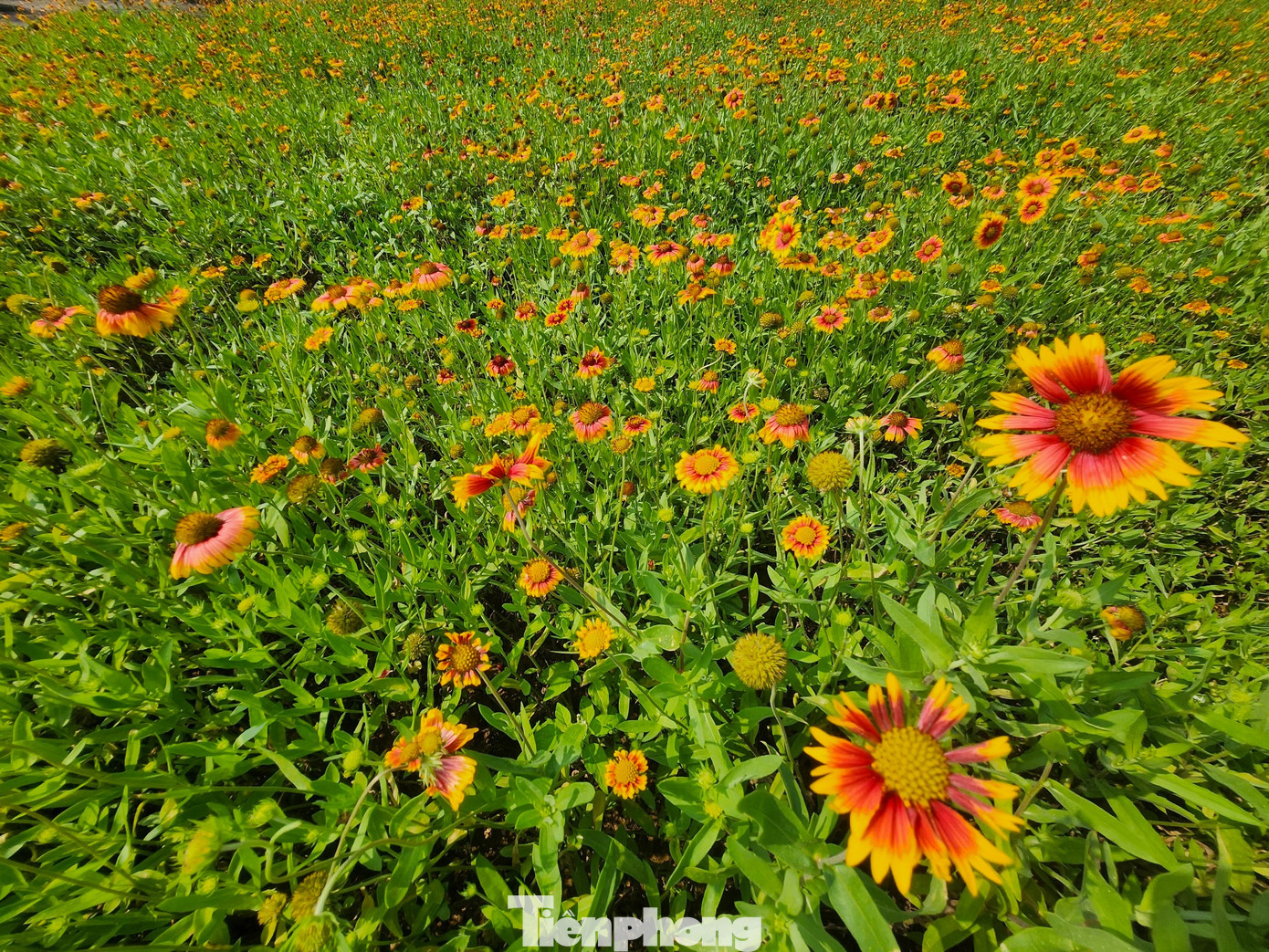 Hoa cúc biển có hai màu chủ đạo vàng và đỏ cam trên nền xanh cây cỏ. Hoa cúc biển được xem như một biểu tượng của sự thủy chung, tha thiết, loài hoa của sự trẻ trung và rạng rỡ luôn hướng về mặt trời, vượt qua mọi mưa nắng truân chuyên.