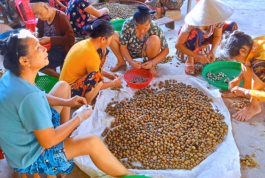 Nhiều cơ sở ở các huyện miền núi thu mua quả bo bo rồi thuê người về bóc tách hạt phơi khô để bán.