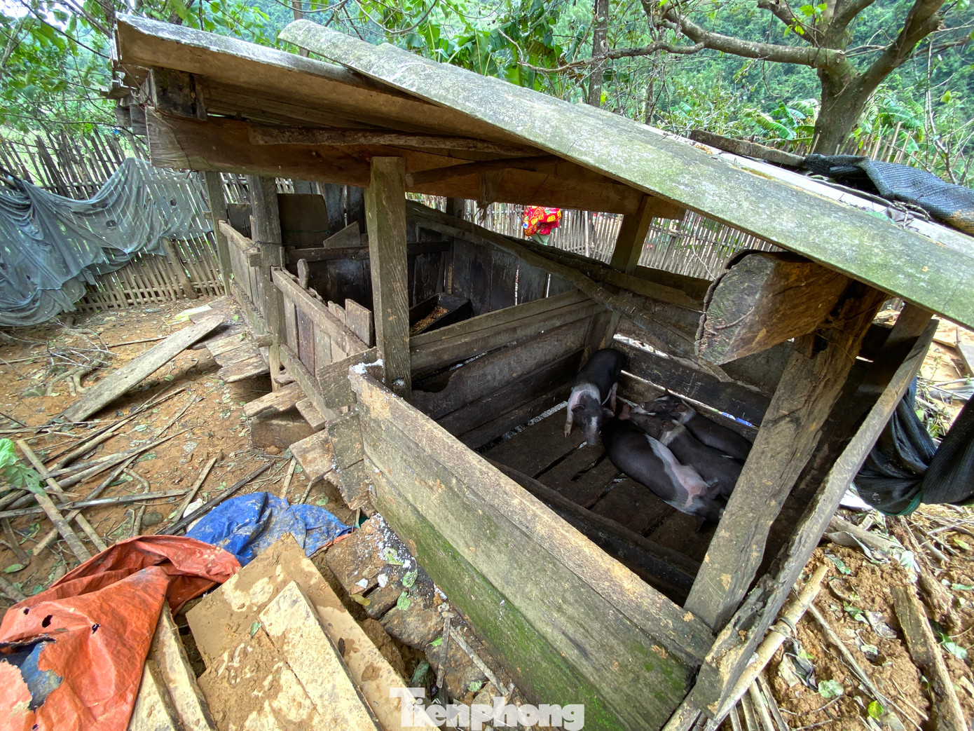 Một chuồng lợn may mắn vẫn còn nguyên vẹn dù toàn bộ ngôi nhà chính, nhà bếp đã bị vụ sạt lở san phẳng.