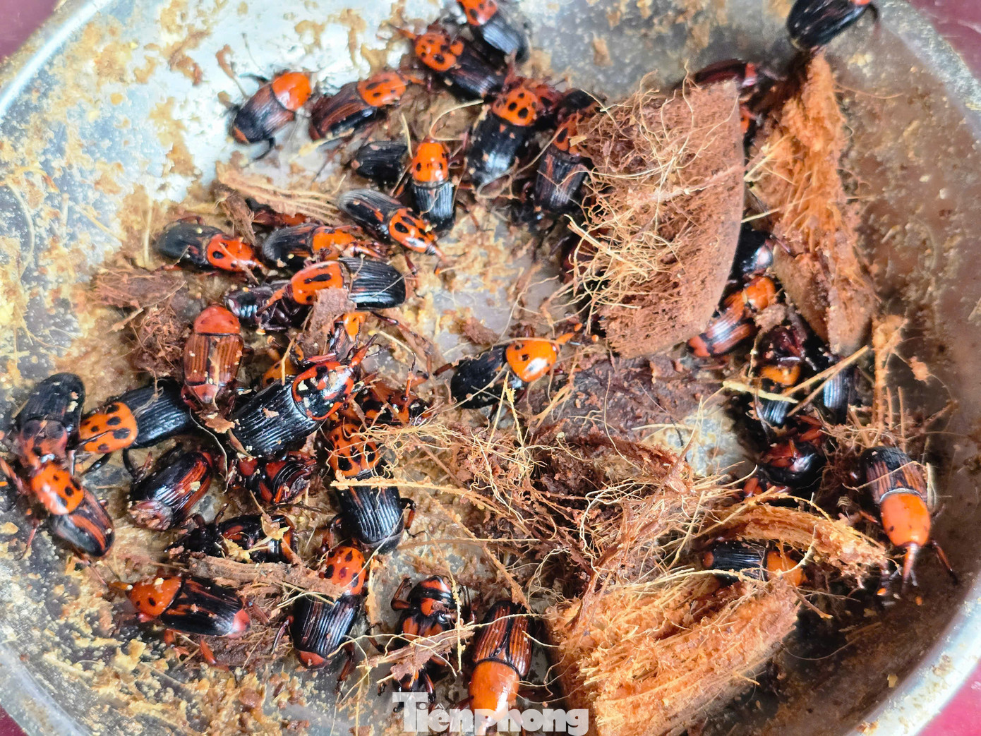 Mỗi ổ nuôi được bà Cương thả 15 con cái và 10 con đực kiến vương để làm giống. Mỗi ổ nuôi được bà Cương thả 15 con cái và 10 con đực kiến vương để làm giống.