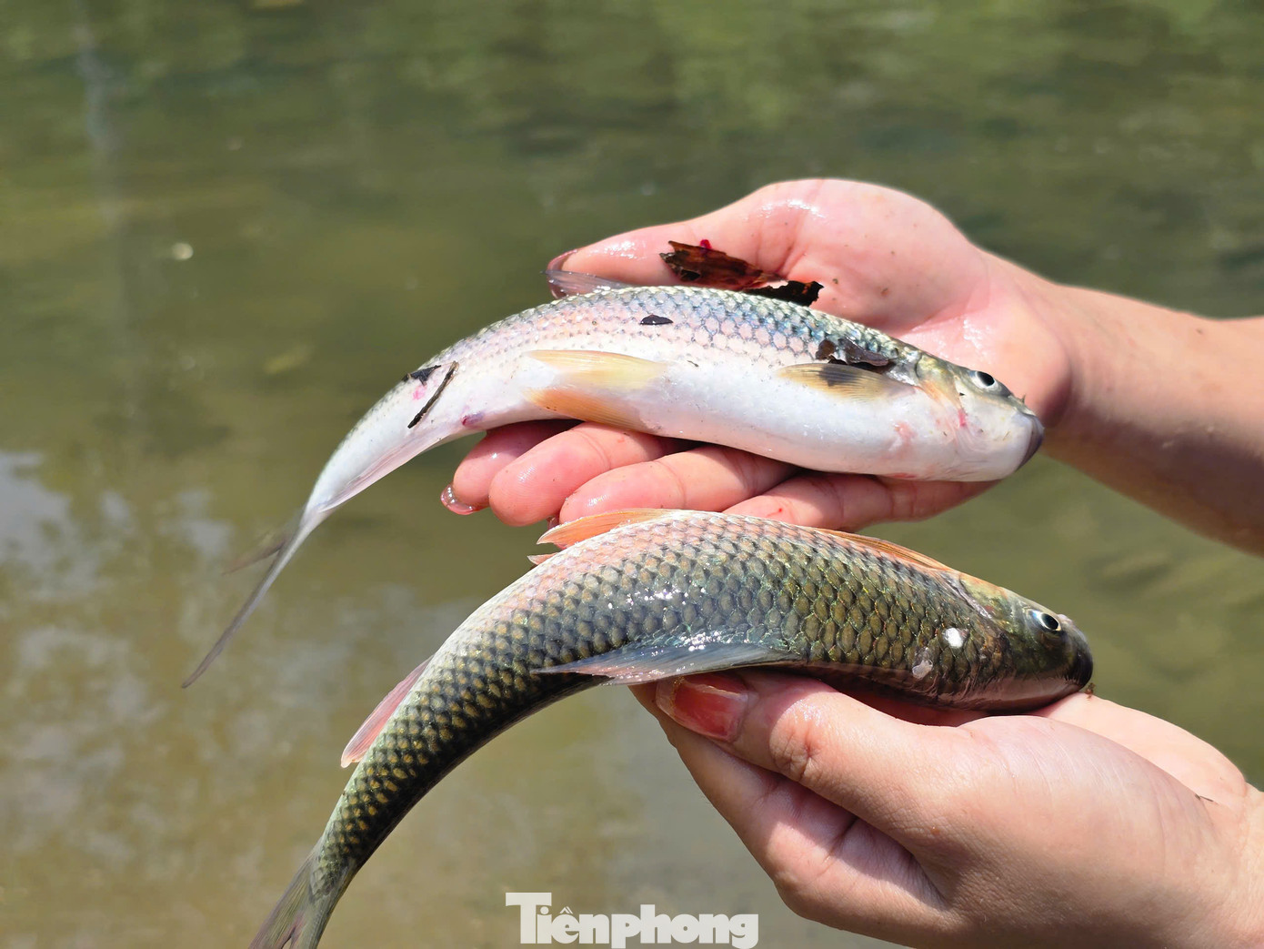 Cá mát sinh sống ở sông, suối đầu nguồn theo bầy đàn và được xem là đặc sản của người dân vùng cao. Bề ngoài cá mát trông giống cá trôi, phần vảy có màu ánh bạc pha lẫn xanh, vàng và óng ánh dưới nắng. Tại vùng cao Nghệ An, cá mát thường được bán với giá 300.000 - 400.000 đồng/kg, nhưng số lượng rất ít.