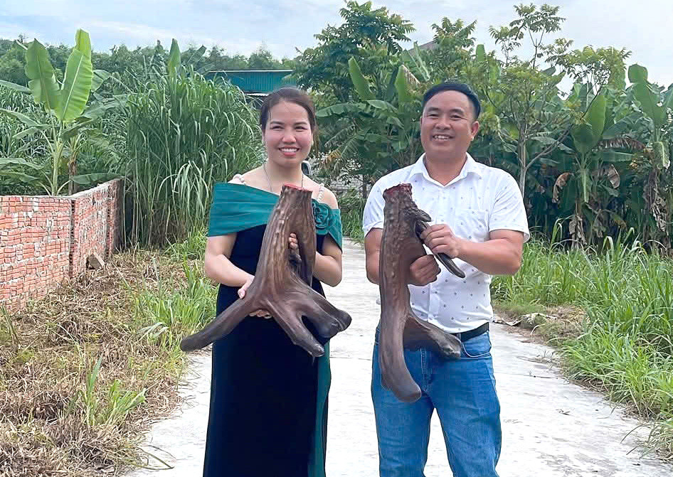 Cặp nhung nai này được xem là cặp nhung lớn nhất tỉnh Nghệ An đến thời điểm hiện tại.
