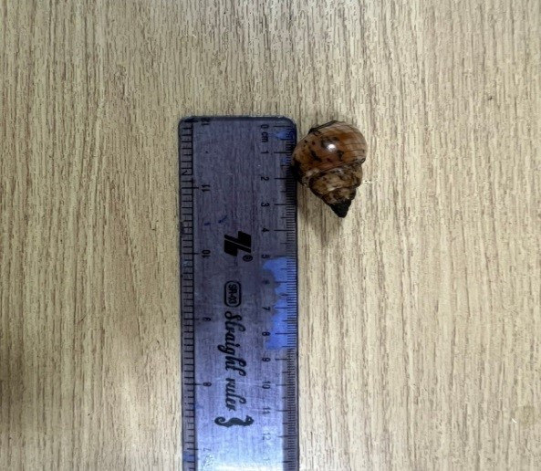 Ốc bùn bóng có độc tính mạnh. Ốc bùn bóng có độc tính mạnh.