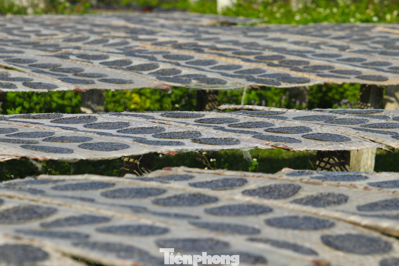 Giàn phơi bánh đa dài bạt ngàn ở làng Tây Lân. Giàn phơi bánh đa dài bạt ngàn ở làng Tây Lân.