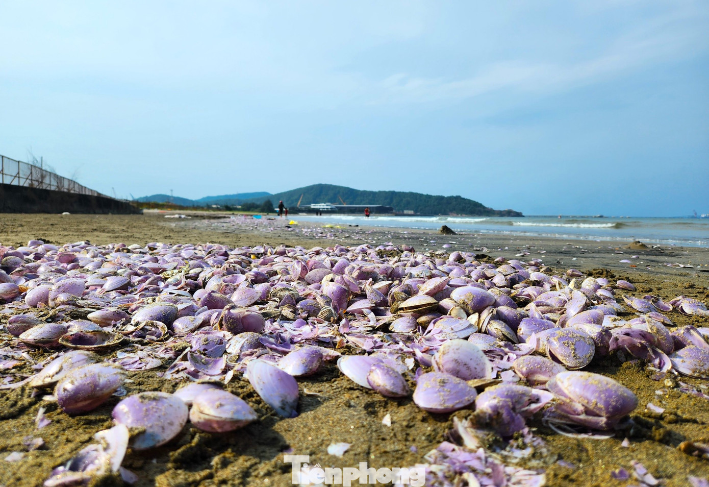 Ngao biển bị đánh dạt nằm rải rác trên bờ biển Cửa Lò.