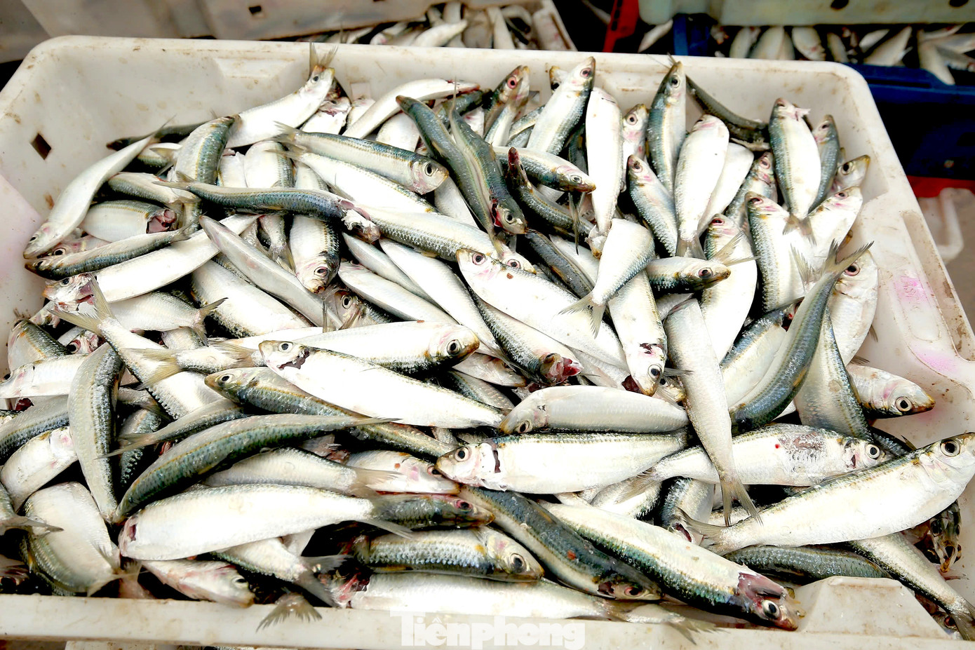 Cá trích rất giàu đạm, vi chất dinh dưỡng, Omega3 và giá rẻ nên được rất nhiều người ưa chuộng. "Sau khi thu mua, cá trích được ướp đá, vận chuyển bằng xe đông lạnh để tiêu thụ tại nhiều thị trường khác nhau. Một số chủ cơ sở chế biến hải sản họ đến tại bến để thu mua cá về chế biến gỏi hoặc làm nộm, nướng... đều rất ngon", anh Trần Văn Trung (trú phường Quỳnh Phương, thị xã Hoàng Mai, Nghệ An) nói.