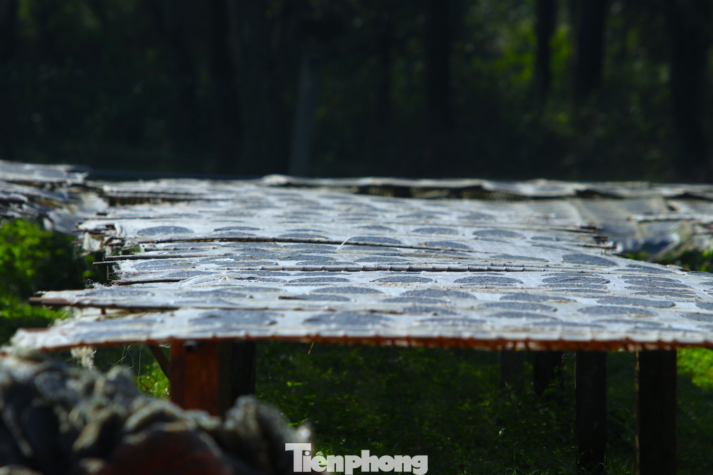 Giàn phơi bánh đa dài bạt ngàn ở làng Tây Lân. Giàn phơi bánh đa dài bạt ngàn ở làng Tây Lân.