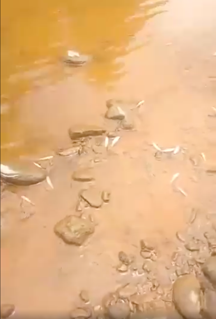 Dưới dòng suối Bắc đục ngầu là tình trạng cá chết bất thường hàng loạt. (Ảnh: cắt từ clip).