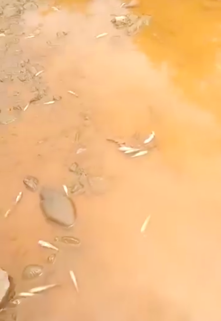 Dưới dòng suối Bắc đục ngầu là tình trạng cá chết bất thường hàng loạt. (Ảnh: cắt từ clip).