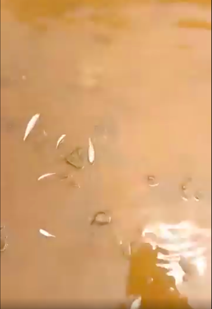 Dưới dòng suối Bắc đục ngầu là tình trạng cá chết bất thường hàng loạt. (Ảnh: cắt từ clip).