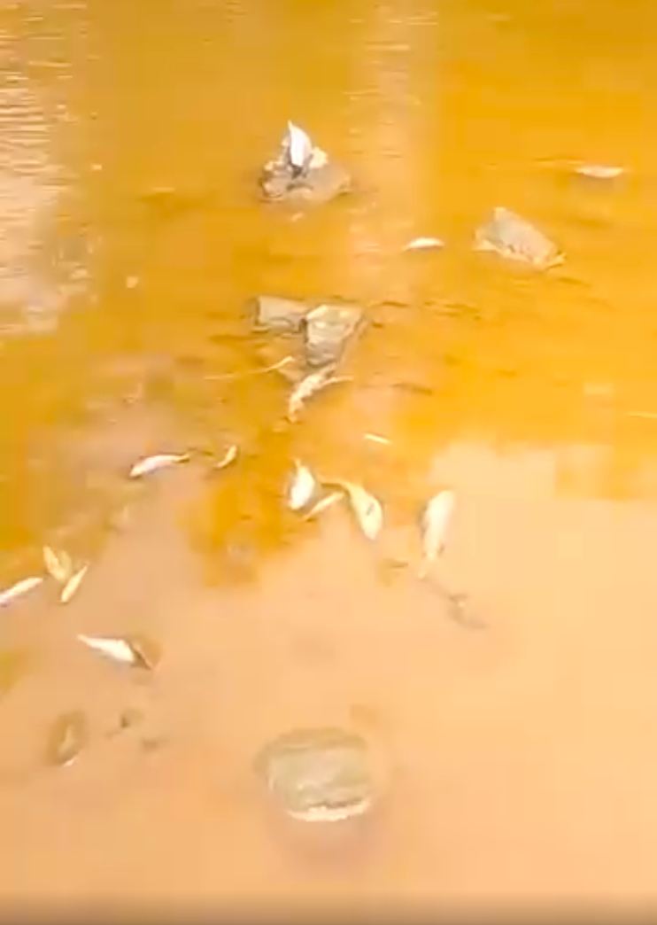 Dưới dòng suối Bắc đục ngầu là tình trạng cá chết bất thường hàng loạt. (Ảnh: cắt từ clip).