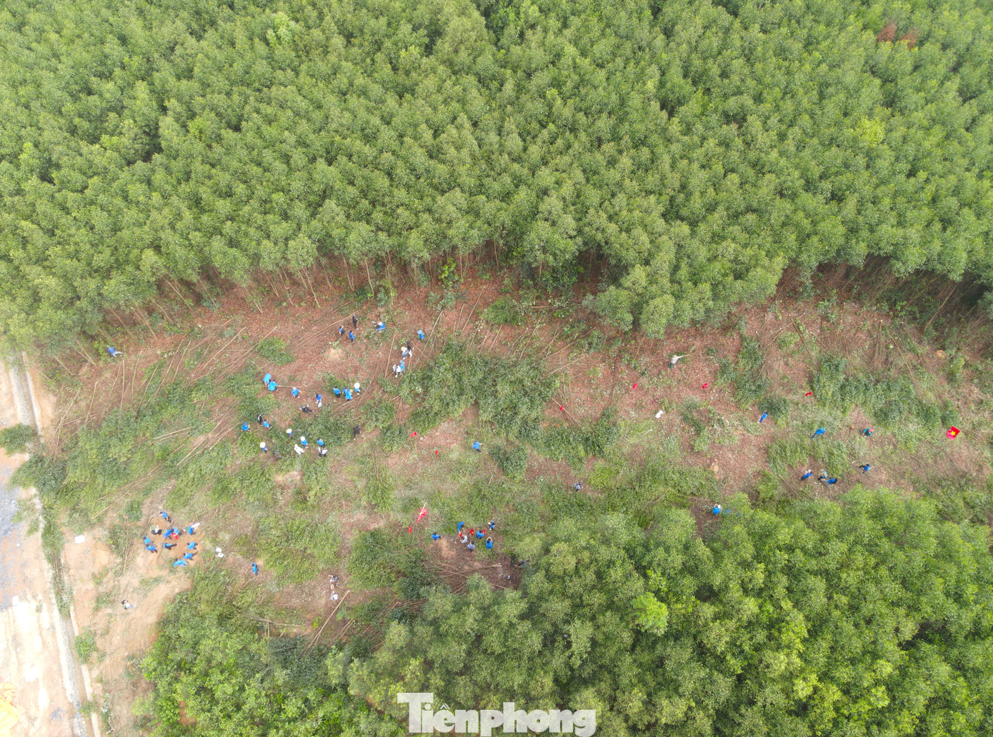 Chỉ trong một thời gian ngắn, cả khoảng rừng keo lớn đã được chặt hạ để giải phóng mặt bằng cho đơn vị thi công công trình đường điện 500kV mạch 3.