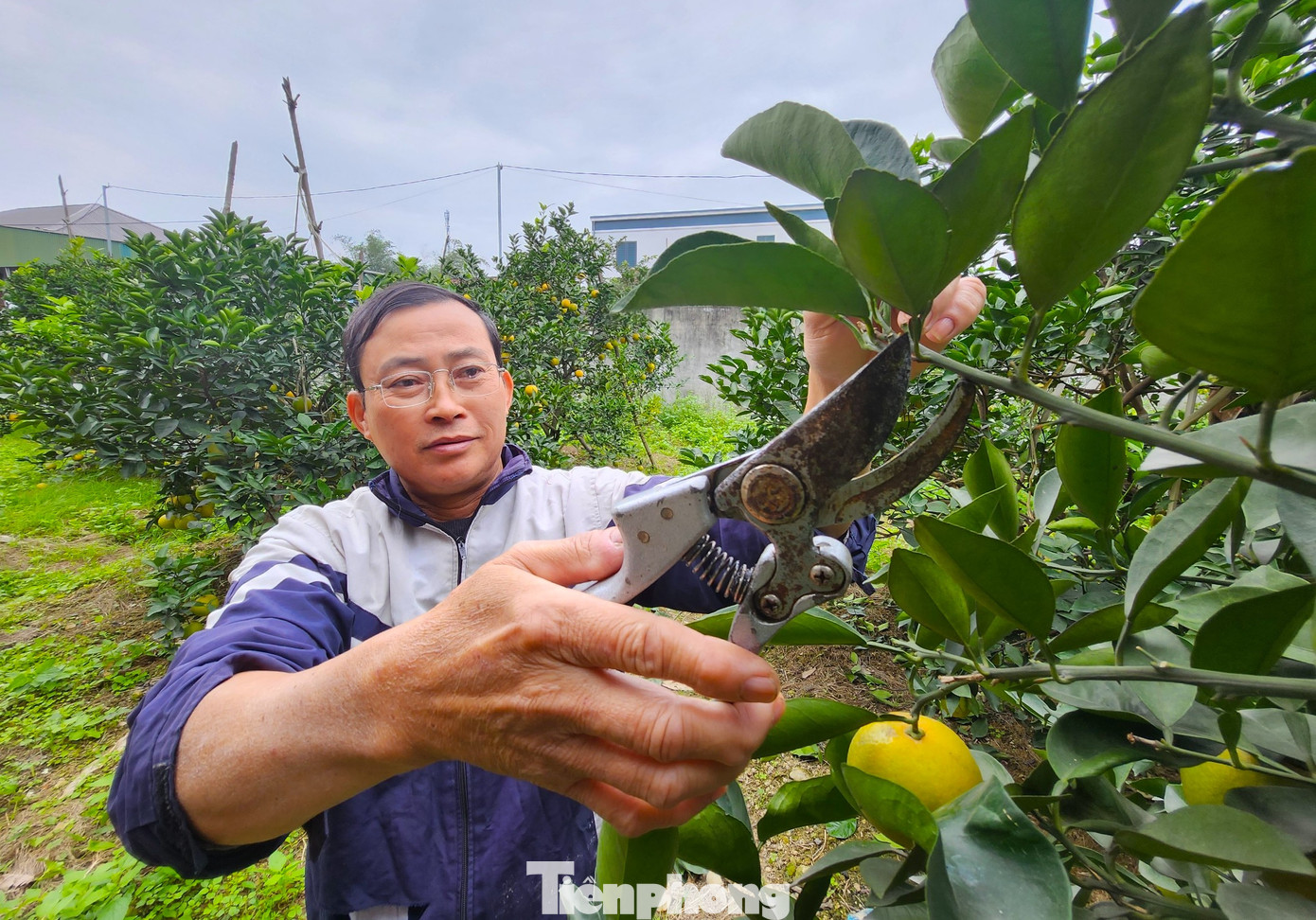 Khác với những năm trước, các vườn cam Xã Đoài năm nay mất mùa bởi thời tiết mưa nắng thất thường. Vườn cam của gia đình ông Nguyễn Văn Hạnh có 50 gốc. Đầu mùa, vườn cam dự kiến cho thu hoạch khoảng 5.000 quả. Tuy nhiên khi quả cam bắt đầu chín thì rụng mất hơn một nửa.