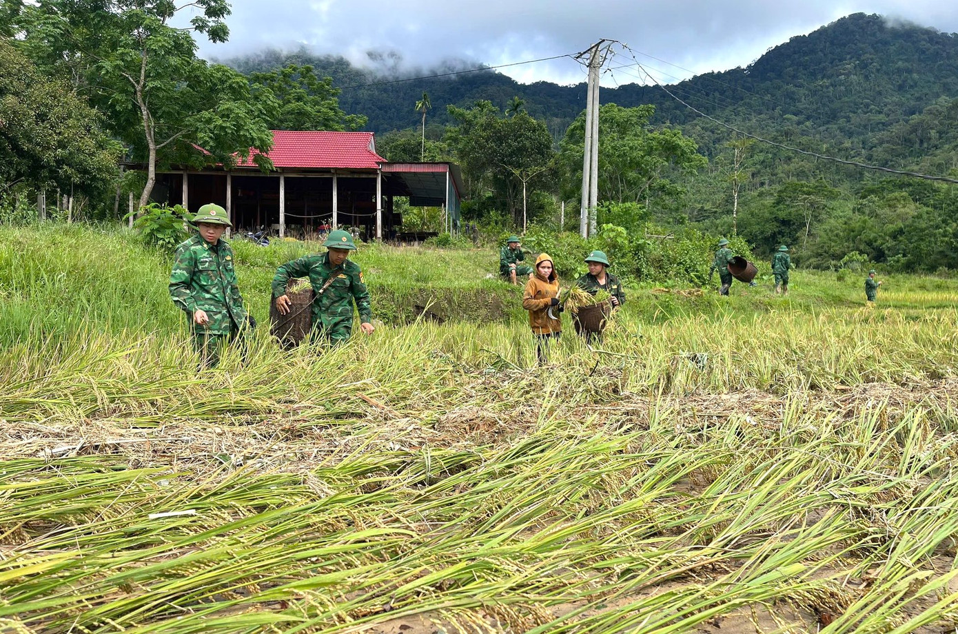 Theo thống kê của cơ quan chức năng, trận lũ quét đã khiến khoảng 140ha lúa của người dân trên địa bàn huyện Quế Phong bị thiệt hại, hư hỏng. Tại huyện Tương Dương, trận lũ quét cũng khiến khoảng 47ha lúa bị hư hỏng, gần 18,4ha hoa màu bị thiệt hại. Theo thống kê của cơ quan chức năng, trận lũ quét đã khiến khoảng 140ha lúa của người dân trên địa bàn huyện Quế Phong bị thiệt hại, hư hỏng. Tại huyện Tương Dương, trận lũ quét cũng khiến khoảng 47ha lúa bị hư hỏng, gần 18,4ha hoa màu bị thiệt hại.