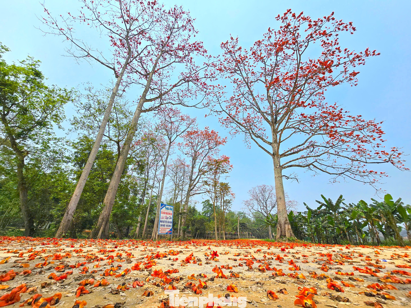 Khi hoa kết hạt, hạt và bụi bông trắng theo gió bay lãng đãng trắng trời để lại ươm mầm thành cây con mọc lên. Dưới nền đất, hoa gạo rụng đỏ cả một vùng rộng lớn.