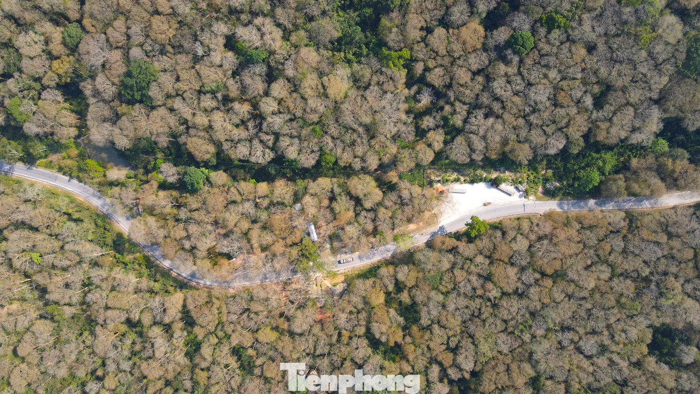 Ẩn mình giữa đại ngàn, cánh rừng săng lẻ cổ thụ lặng lẽ đổi màu khi tiết trời chuyển dần từ mùa xuân sang hạ. Những tán lá xanh mướt dần nhuộm vàng, rồi óng ánh đỏ cam trước khi lìa cành, tạo nên một khung cảnh vừa hoang sơ, vừa mê hoặc. Ẩn mình giữa đại ngàn, cánh rừng săng lẻ cổ thụ lặng lẽ đổi màu khi tiết trời chuyển dần từ mùa xuân sang hạ. Những tán lá xanh mướt dần nhuộm vàng, rồi óng ánh đỏ cam trước khi lìa cành, tạo nên một khung cảnh vừa hoang sơ, vừa mê hoặc.