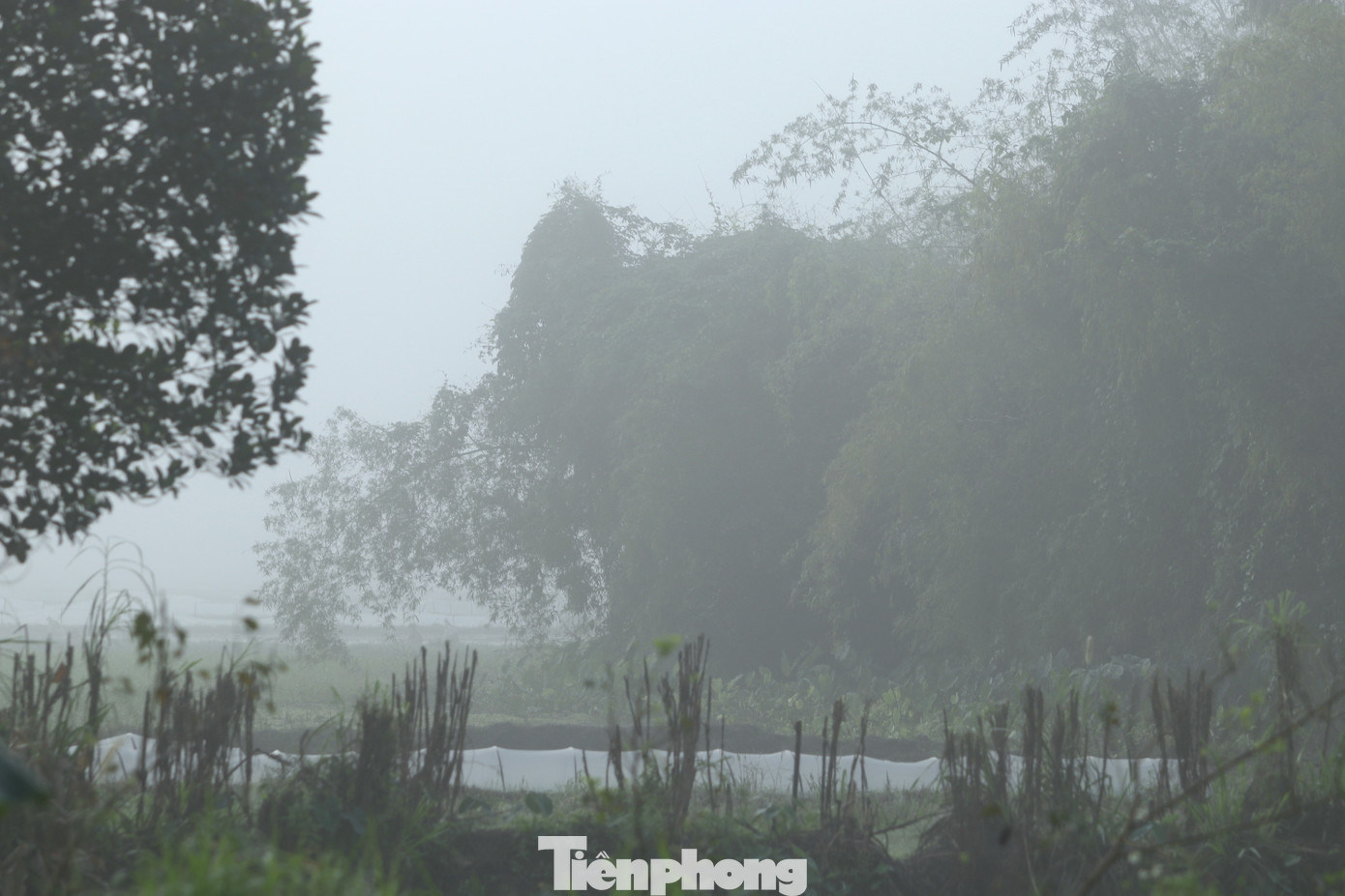 Anh Nguyễn Ngọc Tuấn (trú xã Nghi Trung, huyện Nghi Lộc, Nghệ An) cho hay, lâu lắm anh mới thấy sương mù dày đặc như hai hôm nay. Việc sương mù xuất hiện dày trong thời gian dài ảnh hưởng đến cuộc sống, công việc và đi lại của người dân. Ngoài ra, sương mù nhiều cũng ảnh hưởng đến việc trồng và sinh trưởng các loại cây hoa màu. Anh Nguyễn Ngọc Tuấn (trú xã Nghi Trung, huyện Nghi Lộc, Nghệ An) cho hay, lâu lắm anh mới thấy sương mù dày đặc như hai hôm nay. Việc sương mù xuất hiện dày trong thời gian dài ảnh hưởng đến cuộc sống, công việc và đi lại của người dân. Ngoài ra, sương mù nhiều cũng ảnh hưởng đến việc trồng và sinh trưởng các loại cây hoa màu.