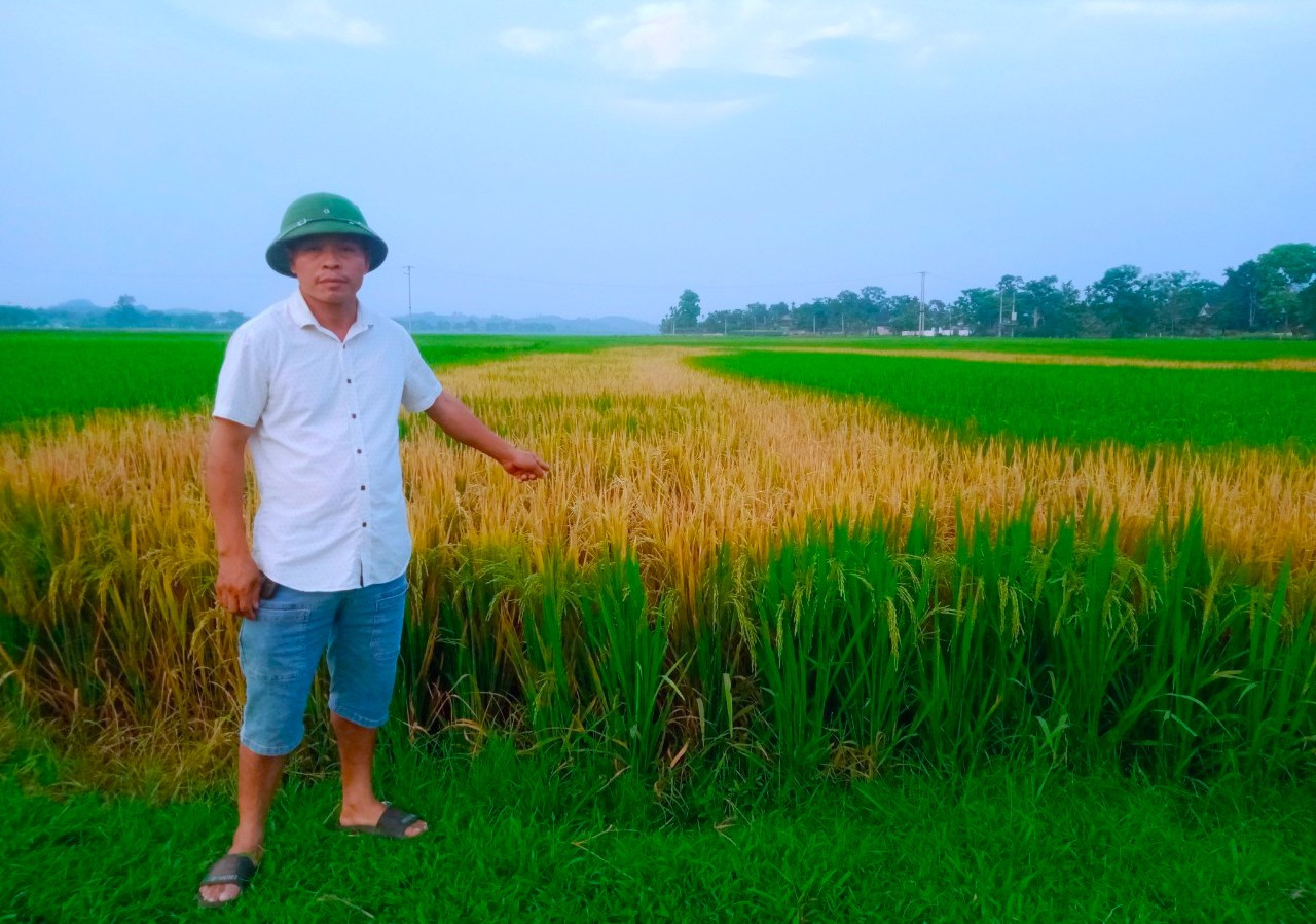 Ông Hà Ngọc Đường bên ruộng lúa đang kỳ trổ bông bị chết cháy vàng cây từng vạt lớn.
