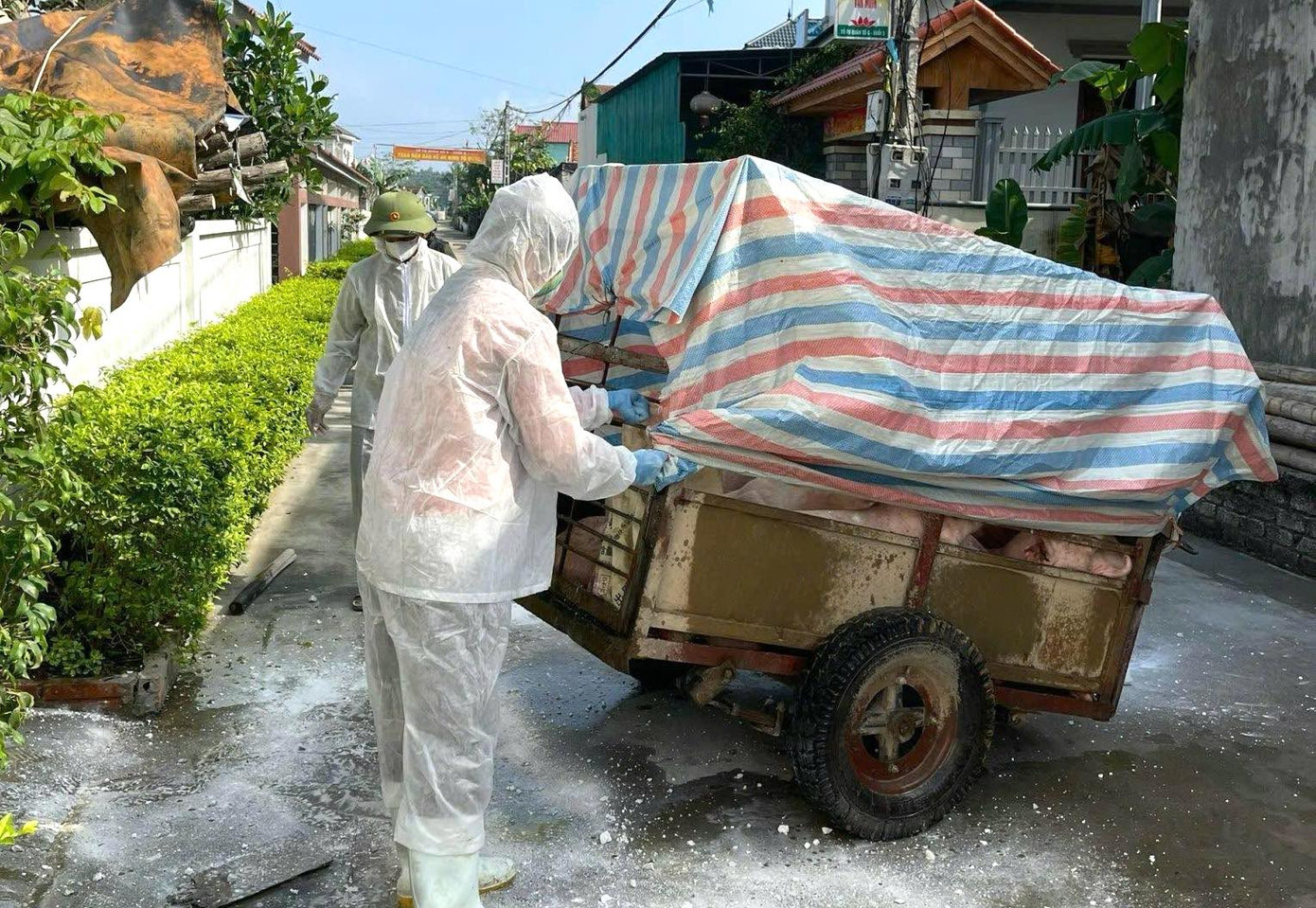 Cơ quan chức năng Nghệ An đưa lợn dịch bệnh đi tiêu hủy theo quy trình phòng chống dịch bệnh tả lợn Châu Phi.