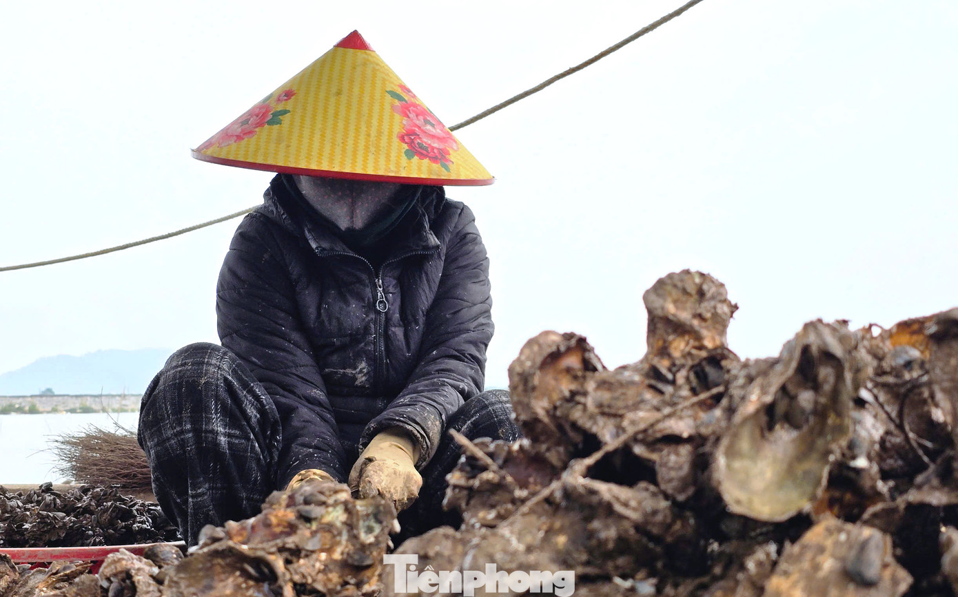 Mỗi ngày, bà Nương thuê 10 người đến thu hoạch và đục hàu. Vỏ hàu cứng nên mỗi ngày cơ sở của bà Nương chỉ tách được khoảng 40-50kg hàu ruột để bán. Một số sẽ được bán lẻ, số còn lại được các cơ sở, nhà hàng mua về chế biến phục vụ thực khách. Mỗi ngày, bà Nương thuê 10 người đến thu hoạch và đục hàu. Vỏ hàu cứng nên mỗi ngày cơ sở của bà Nương chỉ tách được khoảng 40-50kg hàu ruột để bán. Một số sẽ được bán lẻ, số còn lại được các cơ sở, nhà hàng mua về chế biến phục vụ thực khách.