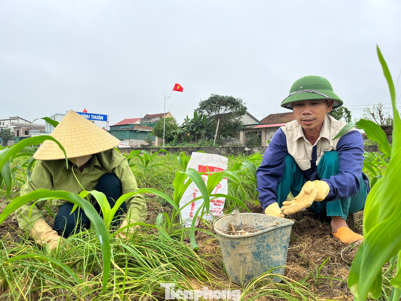 Tranh thủ giá hành đang ở mức cao, những ngày này, hai vợ chồng anh Nguyễn Đình Hồng (trú tại xã Nghi Thuận) lại ra ruộng để thu hoạch về bán cho các thương lái thu mua. “Đầu vụ hành tăm thường có giá cao. Có thời điểm hành tăm lên tới 200.000 đồng/kg nhưng không ai có hàng để bán. Trước Tết vừa rồi, hành có giá trên 100.000 đồng/kg. Sau Tết, hành giảm giá xuống còn 70.000 đồng/kg. Giờ phải tranh thủ thu hoạch để bán chứ ít hôm nữa, nhà nào cũng có hành thì giá lúc đó lại rất rẻ”, anh Hồng nói.