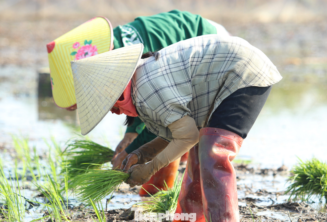 Chị Tuyết cho biết thêm, người đi cấy thuê không cần giỏi, không cần kỹ thuật tốt hay khéo léo gì nhưng cần sức khỏe tốt. "Người đi cấy lúa thuê phải có sức khỏe tốt mới bám trụ được. So với nghề khác không nặng nhọc, vất vả lắm nhưng cả ngày phải cúi khom lưng, chân tay ngâm dưới bùn nên tối về lưng lại đau ê ẩm, mỏi gối. Đôi khi đêm nằm chưa ngủ được thì sáng đã phải dậy sớm để đi cấy cho kịp", chị Tuyết chia sẻ.
